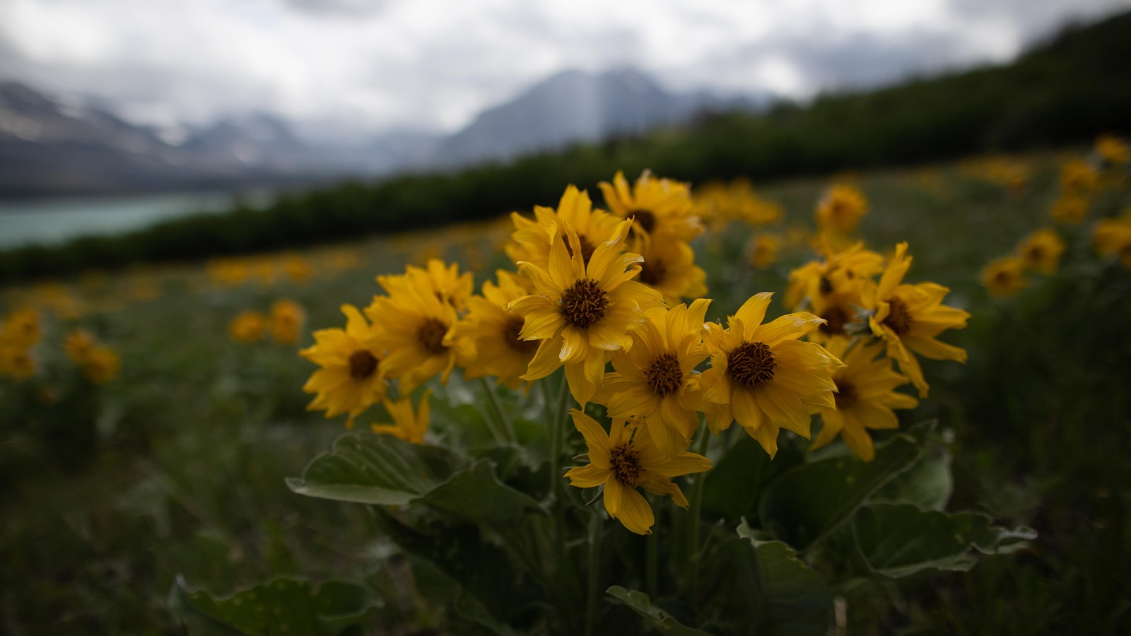 Big yellow flowers at two dog flats