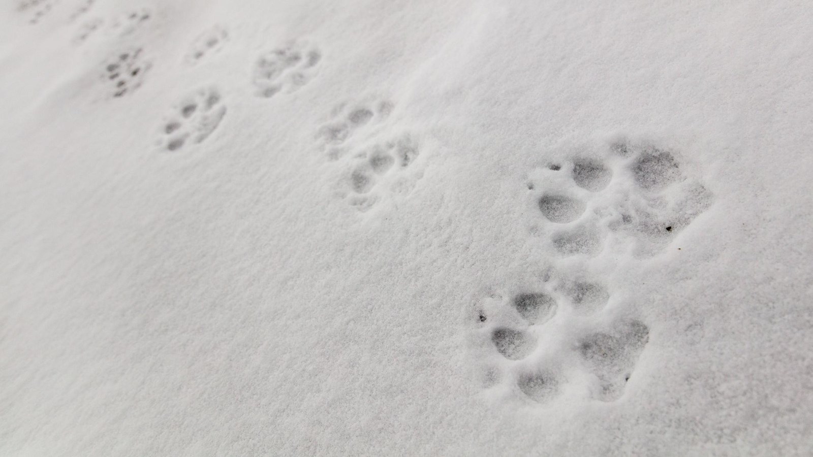 Wolf paw prints form a line in the snow.