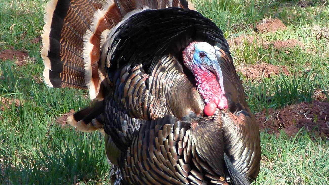 Male (Tom) Wild Turkey, Meleagris gallopavo, displaying