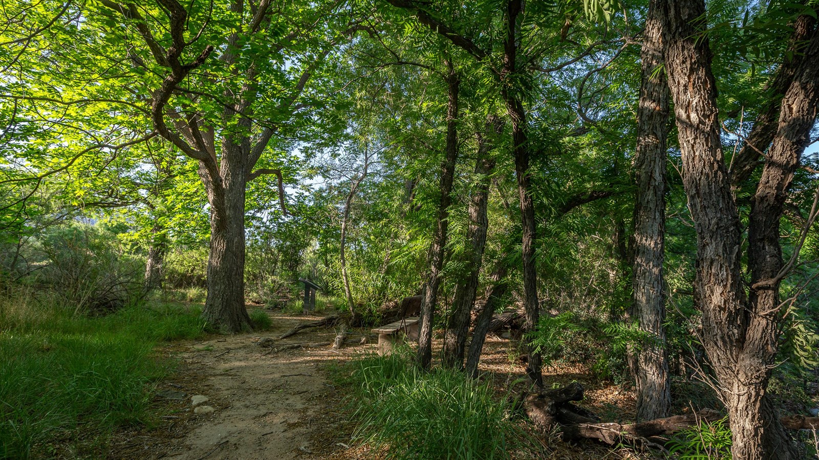 A dirt path passes through the shade of pecan trees at Sam Nail Ranch.