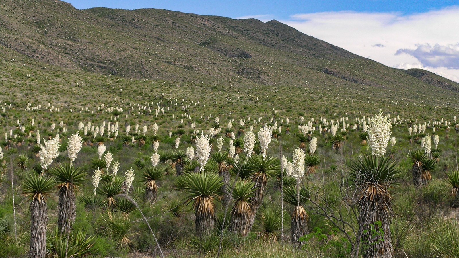 A hillside is covered with yuccas in full bloom, showing off their large white blossoms.