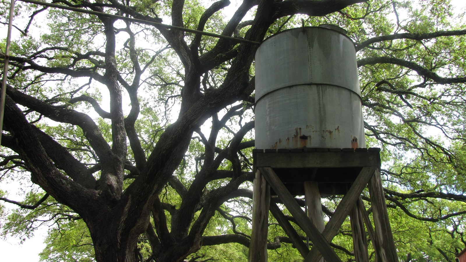 A large metal tank sits high on a wooden frame underneath branches of a large live oak tree.