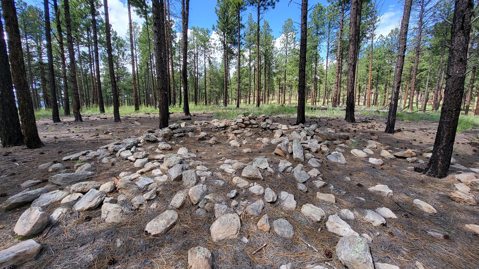 A circular pile of rocks indicates remnants of a stone field house in a pine forest.