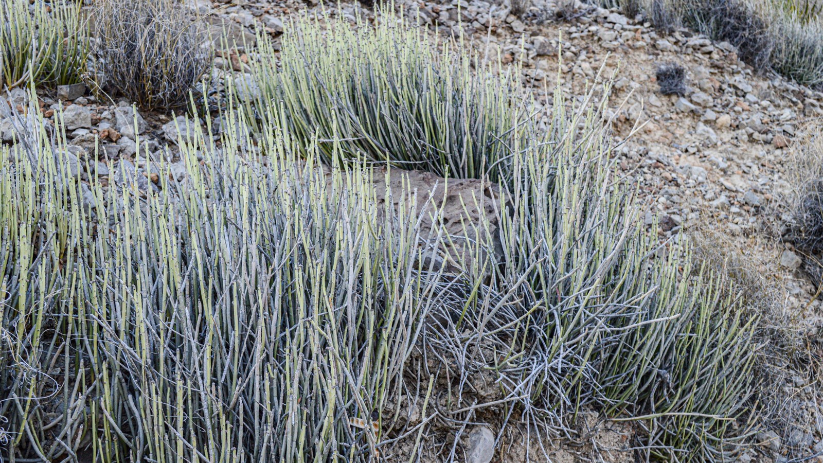 Several clumps of succulents composed of slender, spineless, gray-green stems.