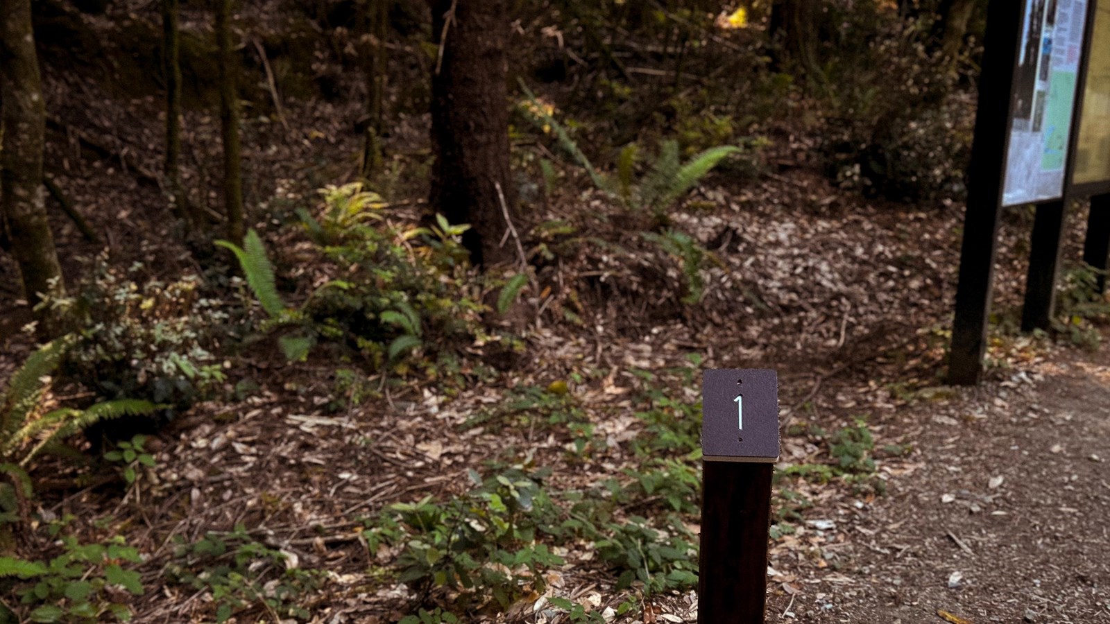 Tall Trees Trail Tour Stop 1 marker.
