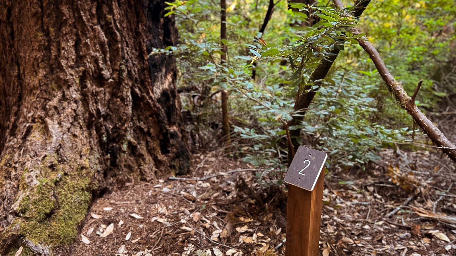 A square wooden pole with the number 2 on it sits next to a Douglas Fir.
