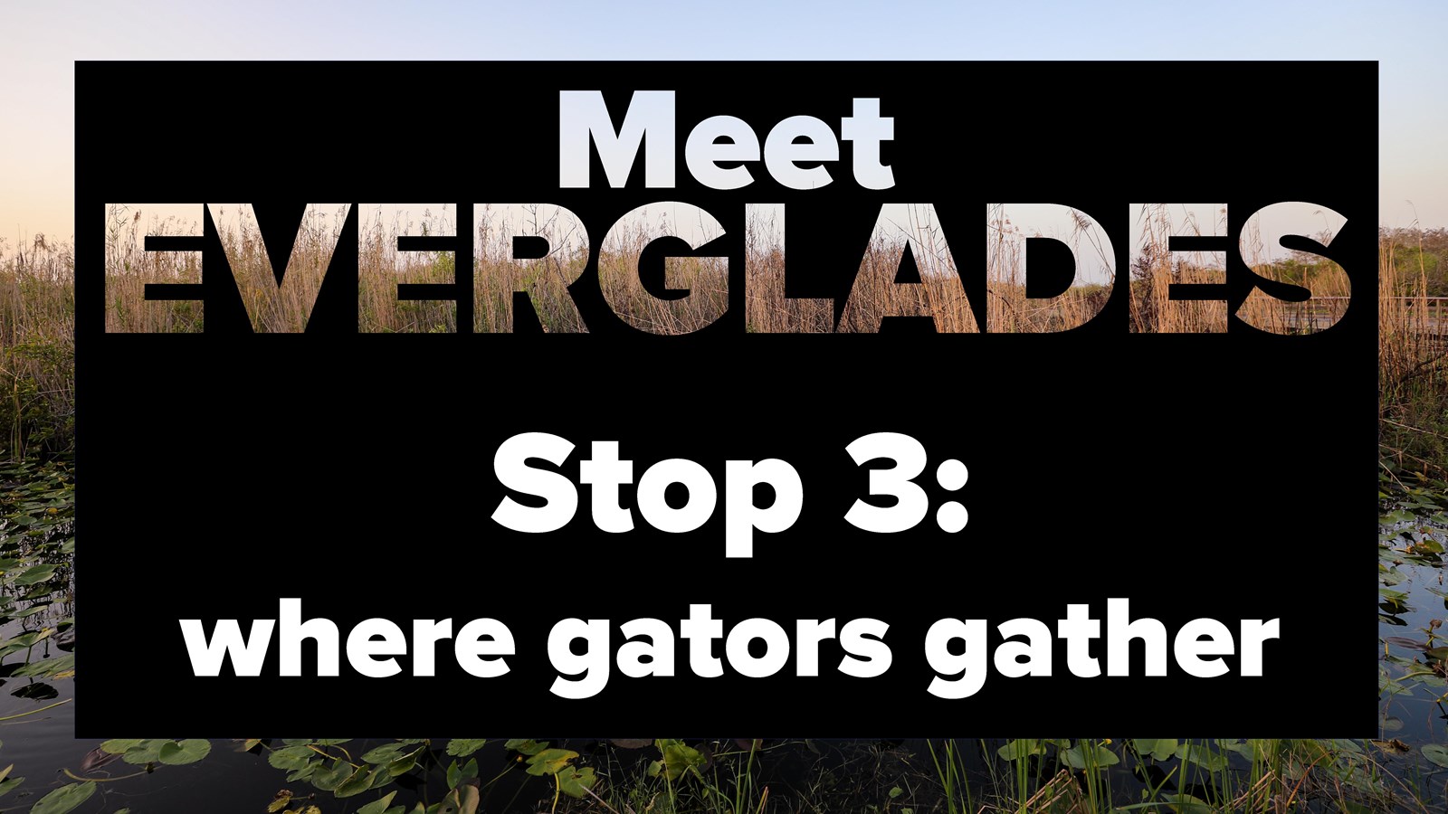 A graphic with text that says Meet Everglades Stop 3 - Where Gators Gather.