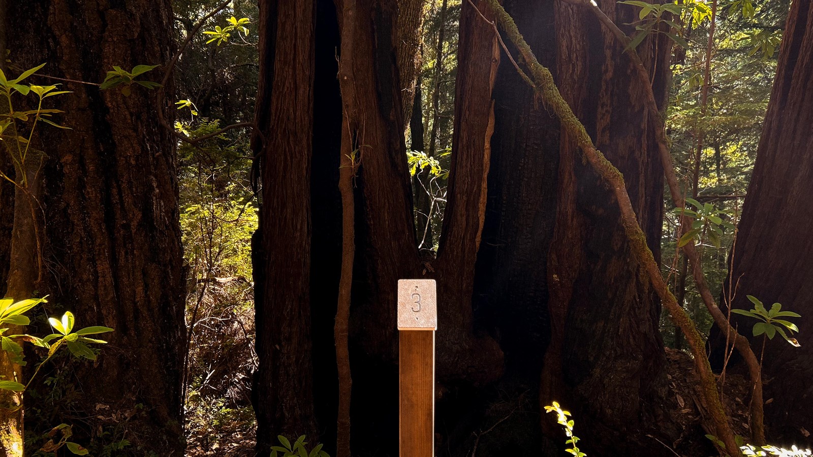 A wooden pole with the number 3 stands in front of a group of redwoods with burn scars.