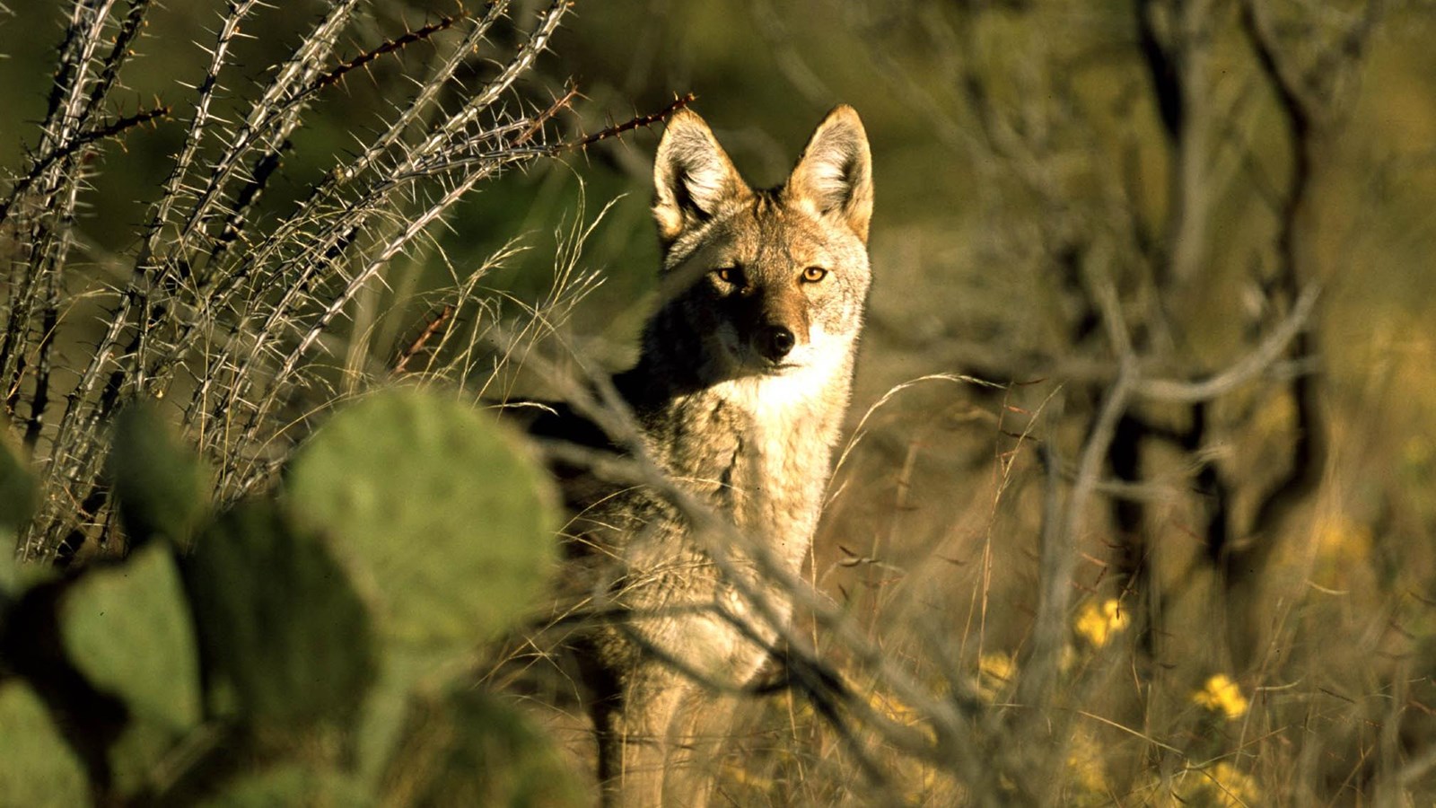 A coyote, looking at the camera, is half hidden behind prickly pear cactus and other brush.