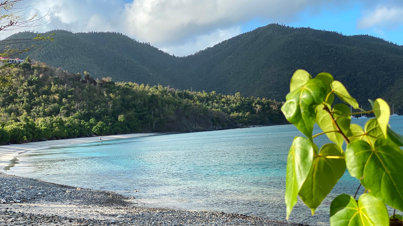 Bright green leaves of the Maho tree provide color along a narrow beach in a calm bay.