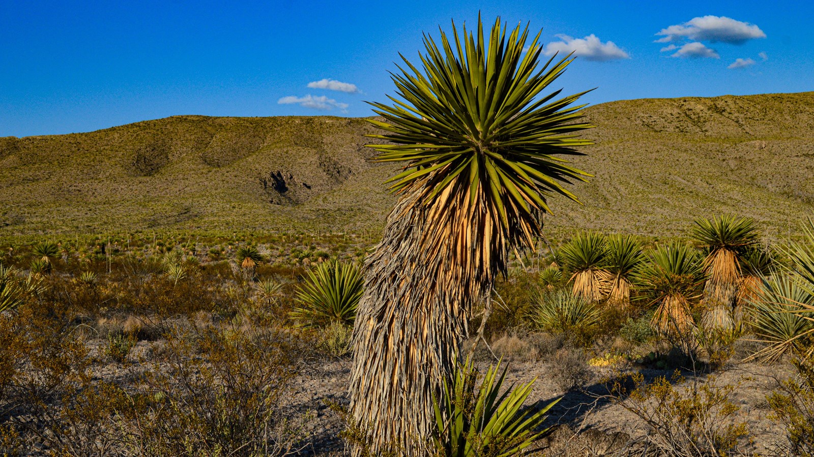 A 12-foot tall yucca with a huge shaggy trunk and massive spiked leaves growing alone.