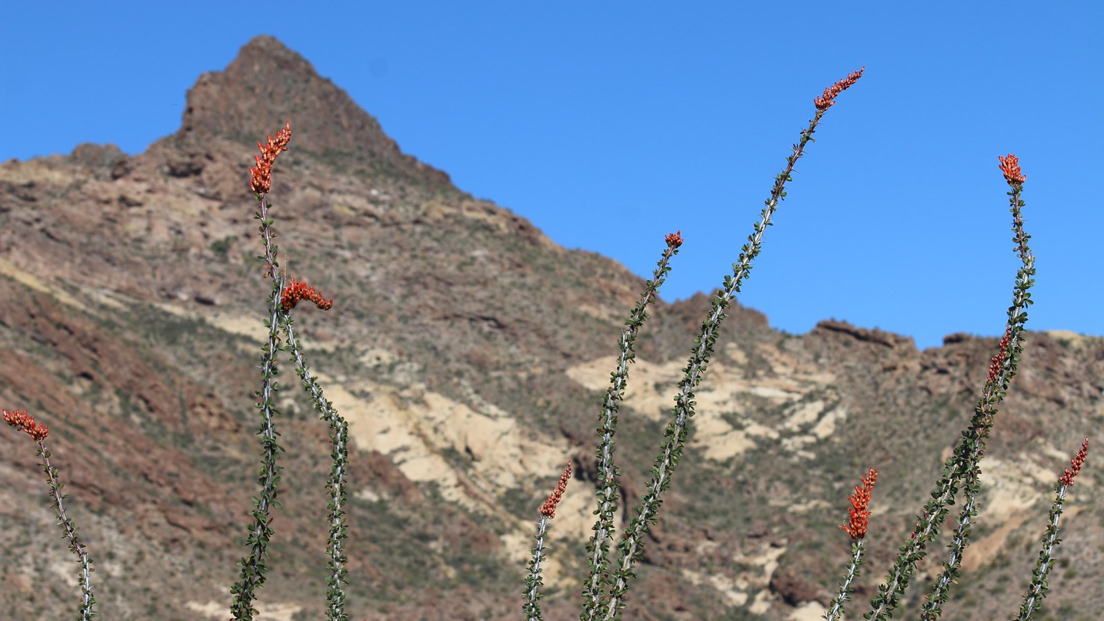 Blooming ocotillos with a triangular team in the background. 