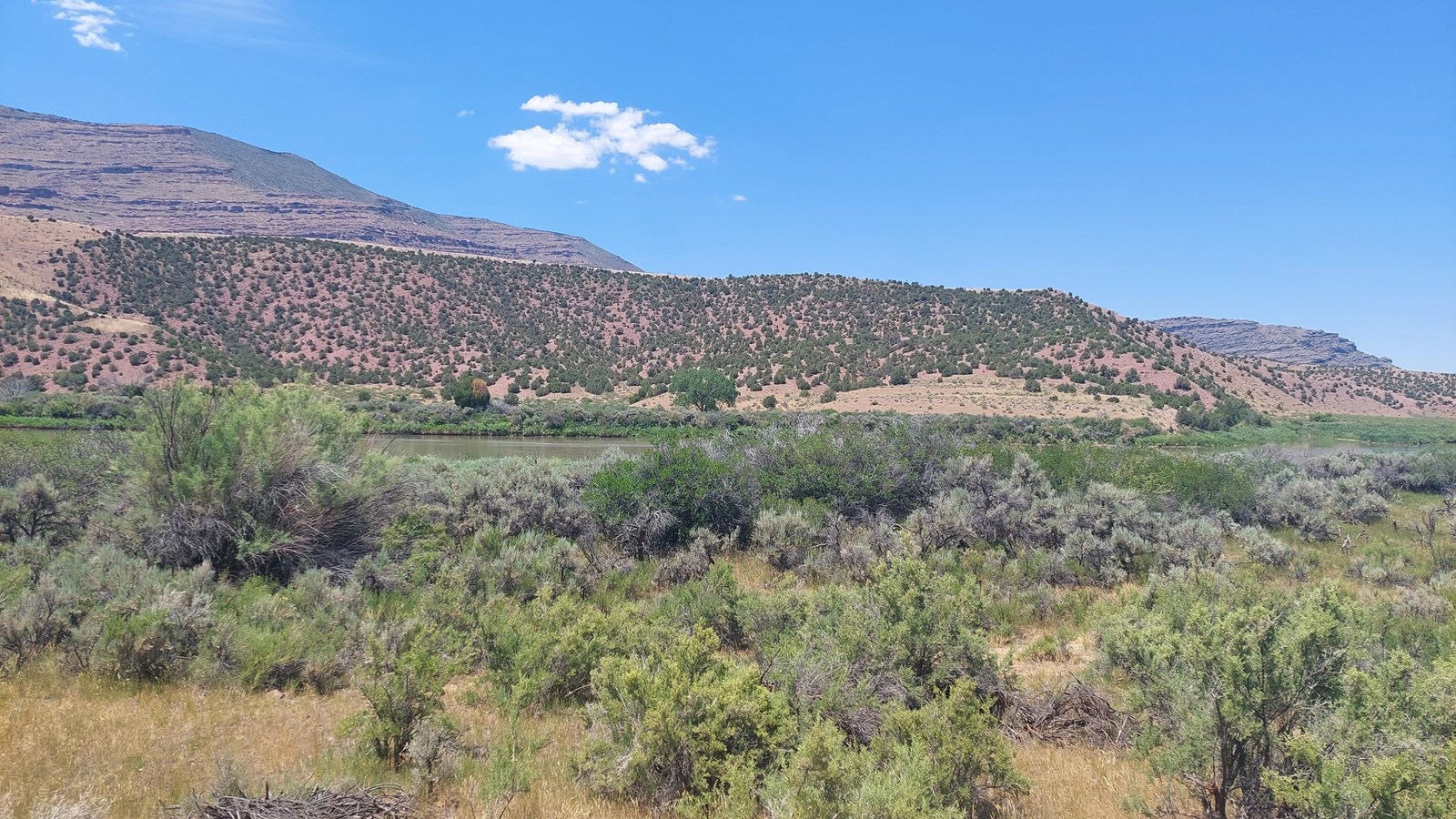 An open area covered in green shrubs and vegetation against a desert hillside backdrop.