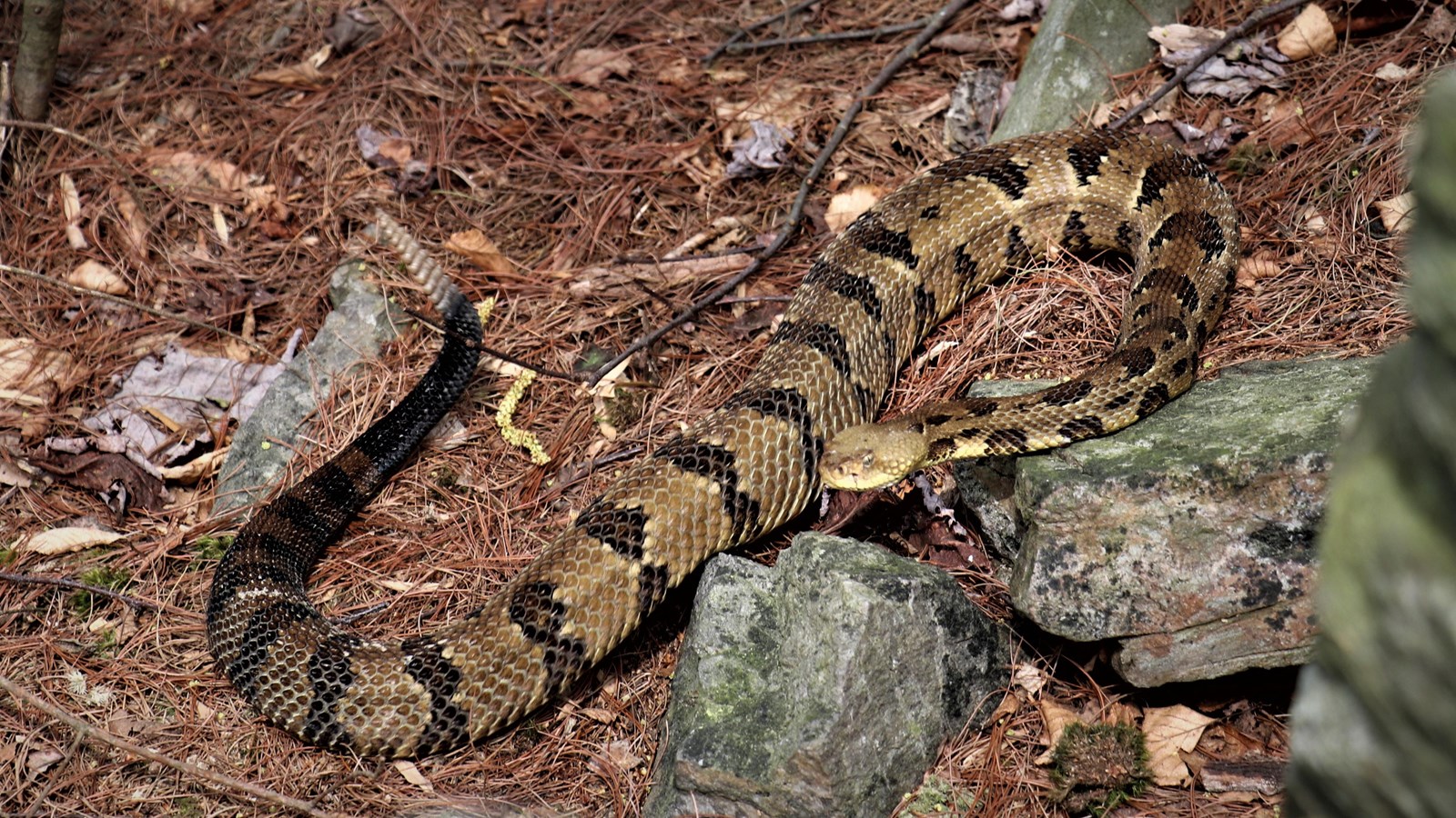 A coiled tan and brown snake with a rattle at the end of its tail.