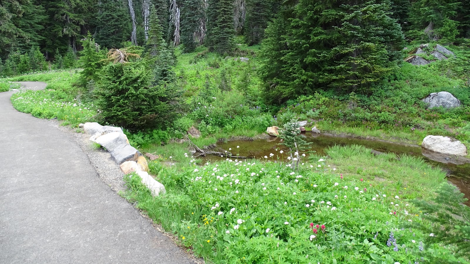 A paved trail with a small seasonal pool to the right.