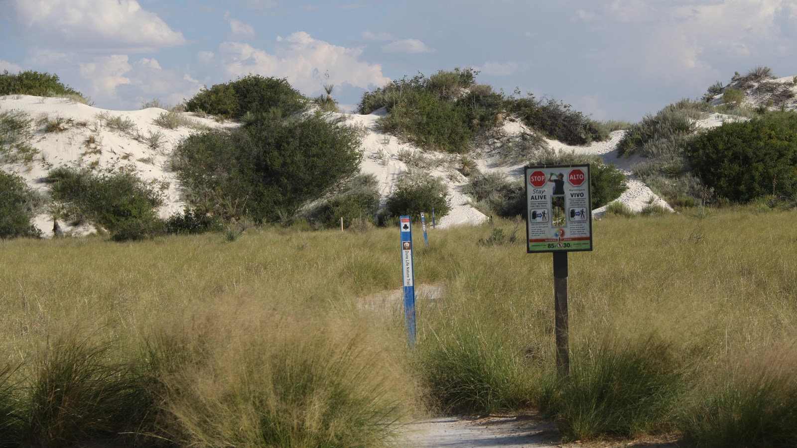 A sign and blue trail marker sit amongst tall green grass that give way to white dunes with shrubs.