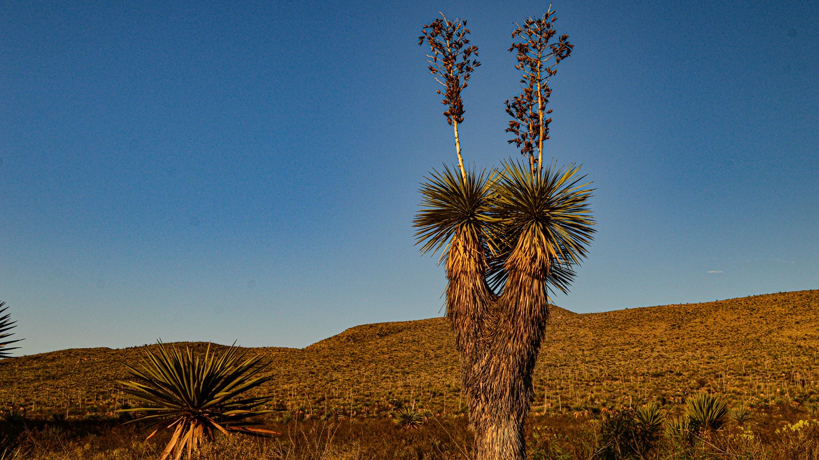 A tall yucca with a shaggy trunk and two branches that each sport an old bloom stalk.