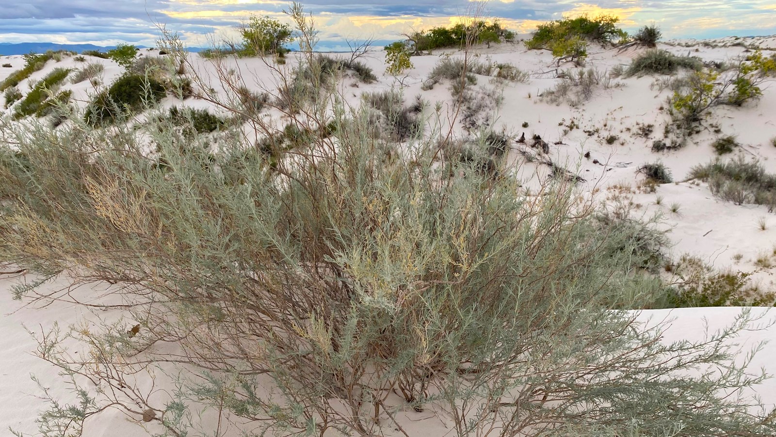 A pale green bush grows on white sand with vegetation dotted dunes in the background.