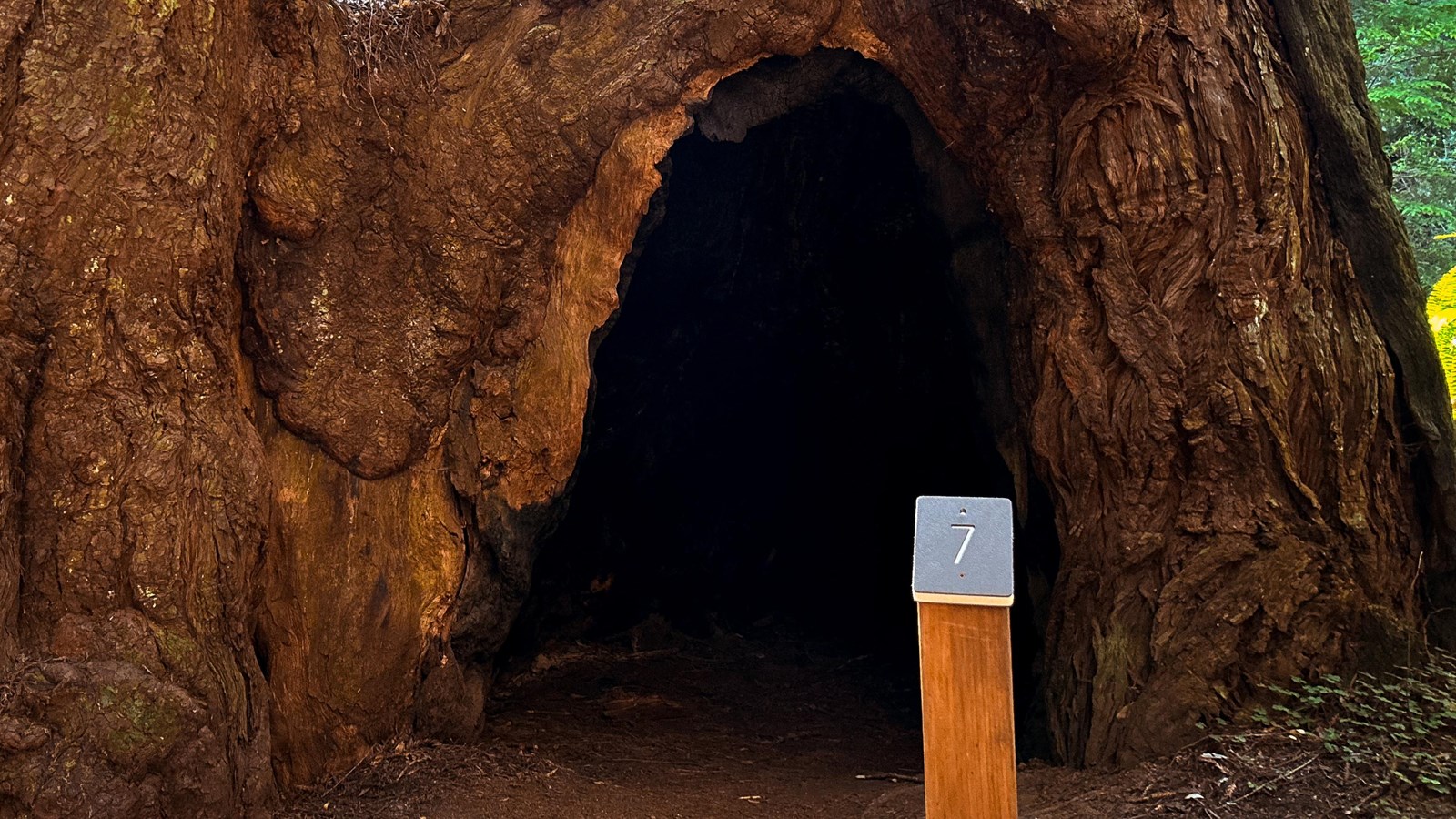 Tall Trees Trail tour marker 7 stands in front of a redwood with a goosepen.