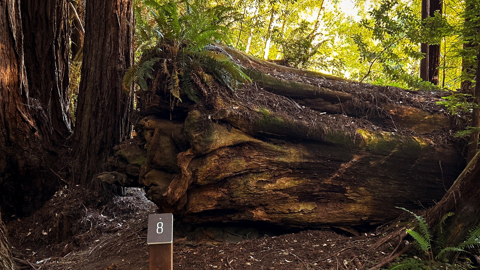 Tall Trees Trail tour marker 8 in front of fallen redwood with new life growing on it.