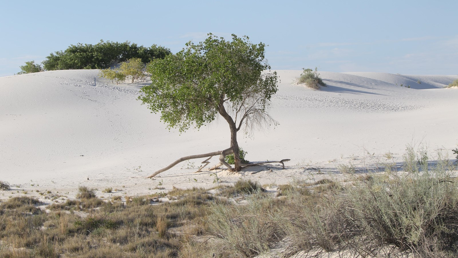 A solitary cottonwood tree grows in the middle with desert shrub and a tall white dune in the back.