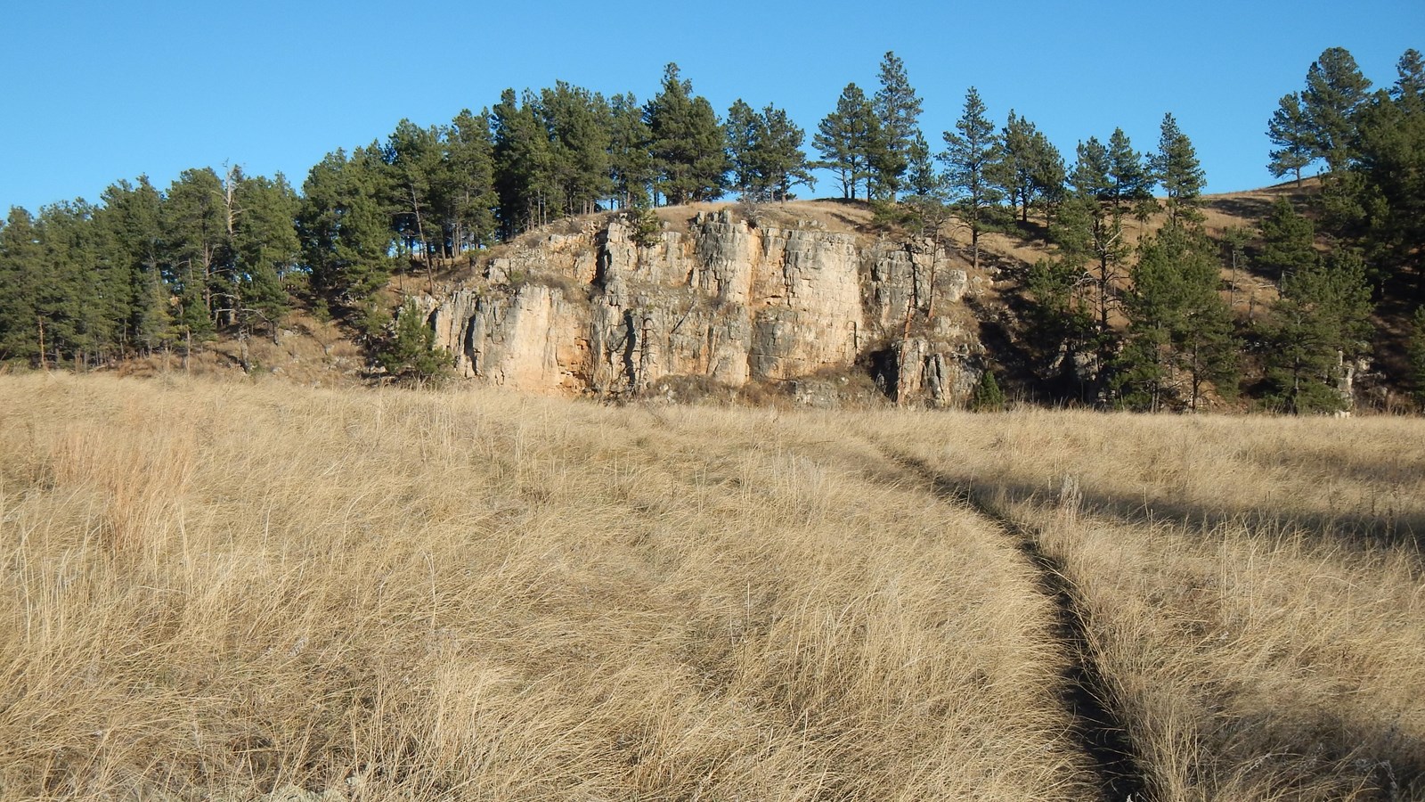 A trail winds through prairie grasses with tree covered cliffs in the distance. 