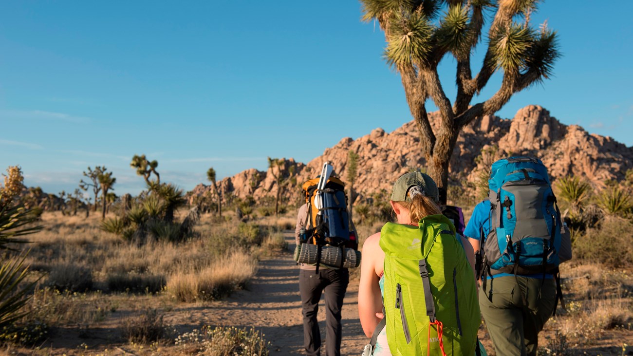 Hikers on a dirt trail going between Joshua trees and shrubs heading towards a rock formation.