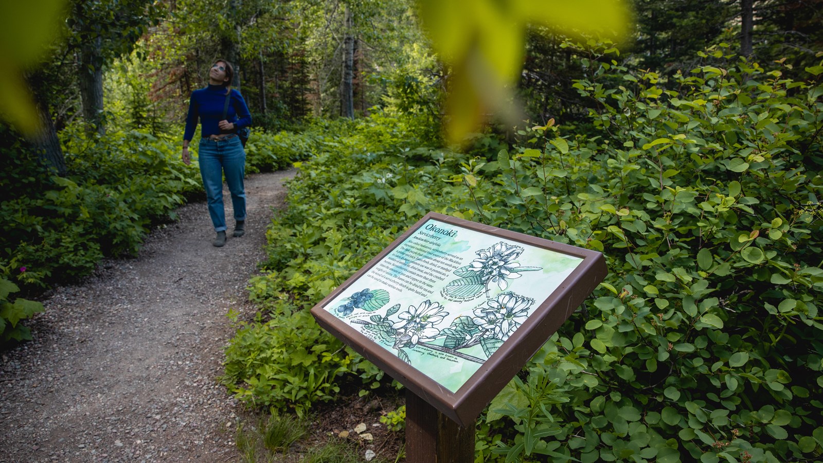A small wayside with a watercolor drawing of a service berry with explanatory text.