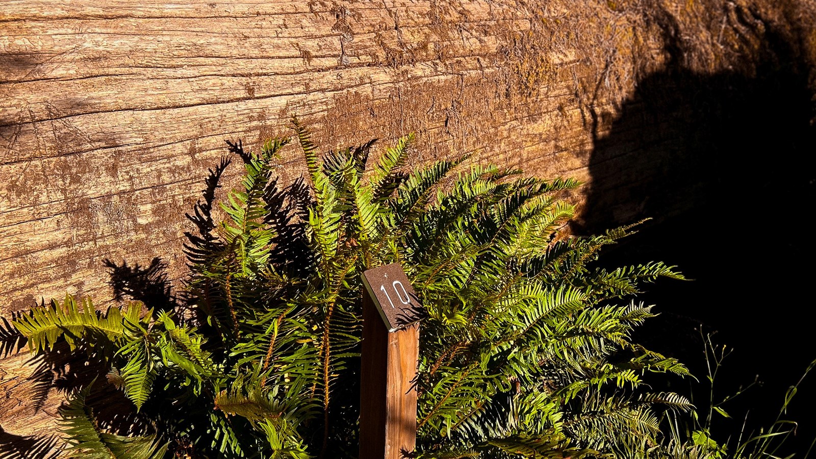 Tall Trees Trail Tour marker 10 next to a large fallen redwood.