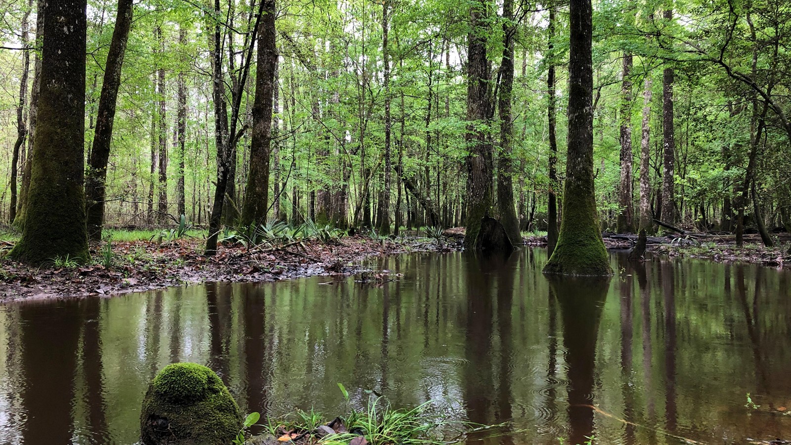 flooded part of the forest with trees growing out of the water