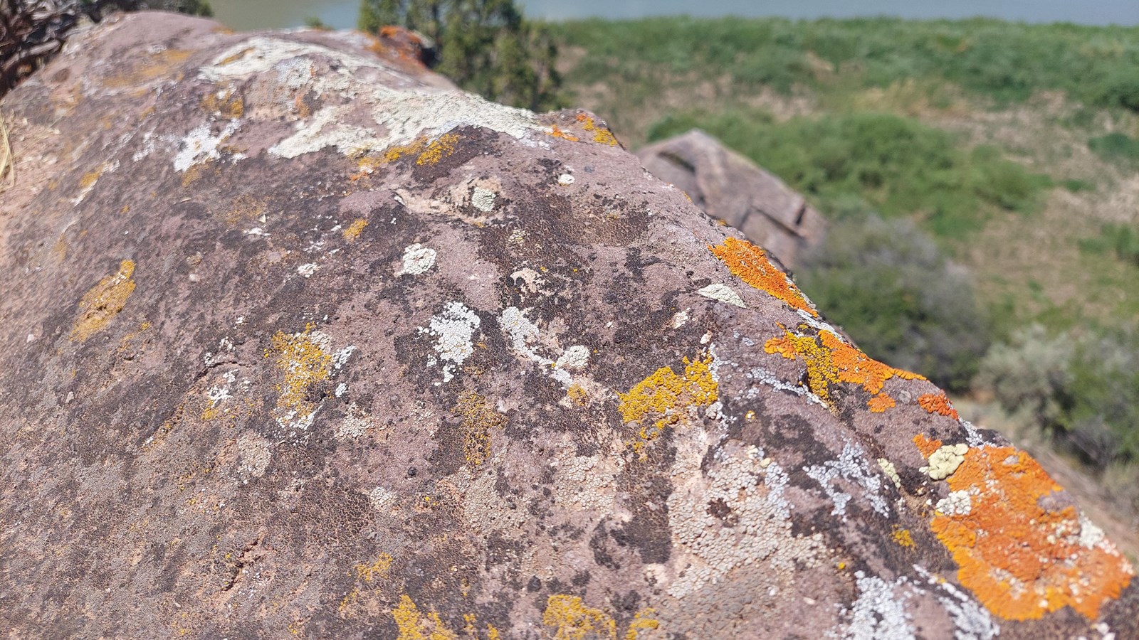 A large rock with orange, light green, and pasty colored lichens across its surface.
