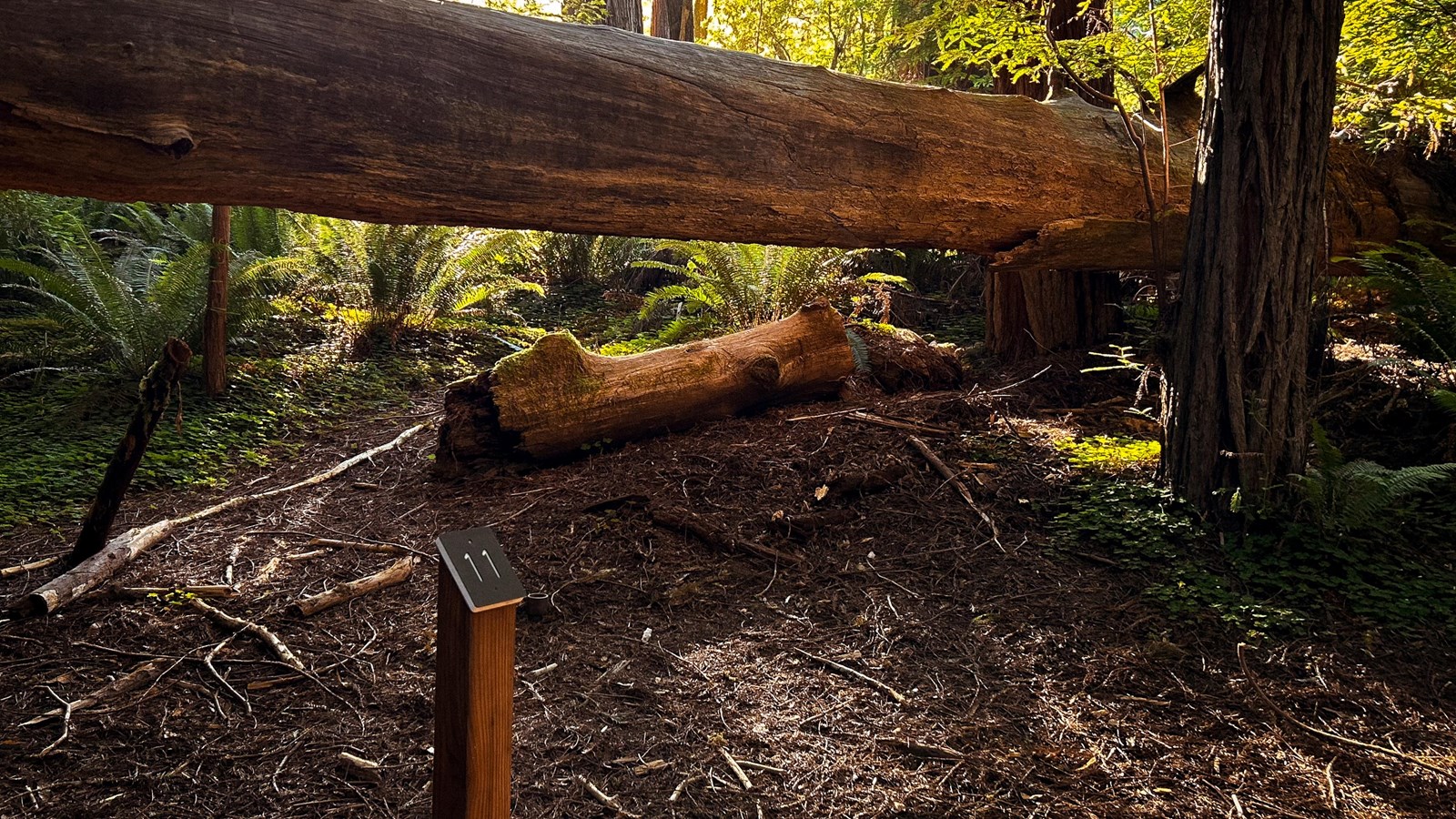 Tall Trees Trail tour marker 11 in front of a redwood log lifted into mid-air.