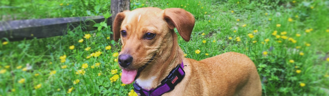 A dog on a hike at Wolf Trap National Park for the Performing Arts.