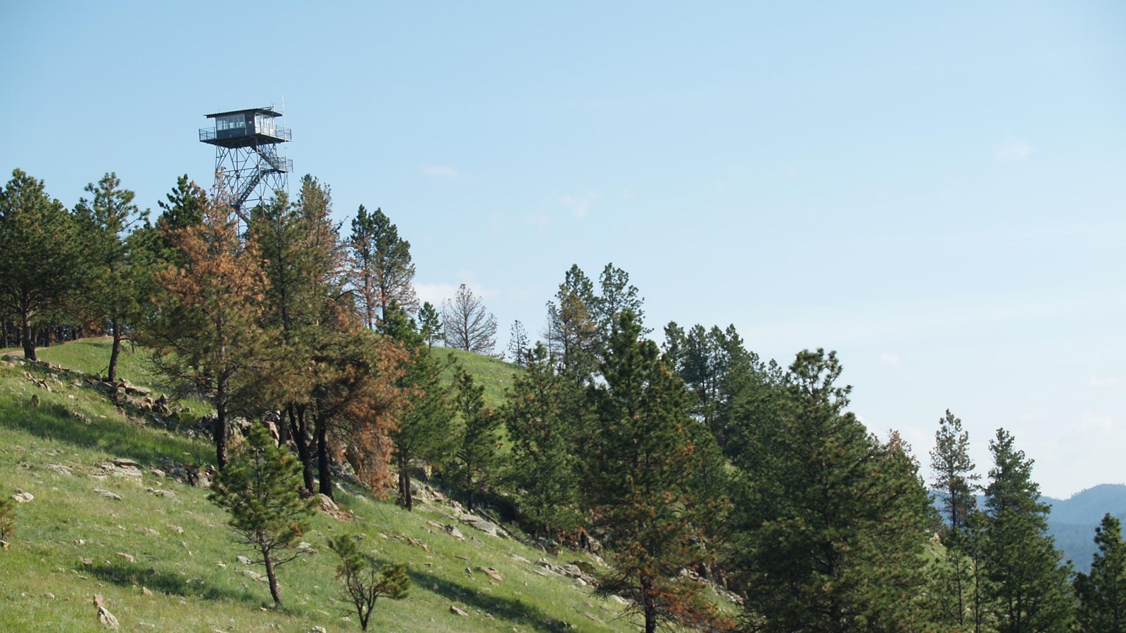 A fire tower rises above a hill of pine trees. 