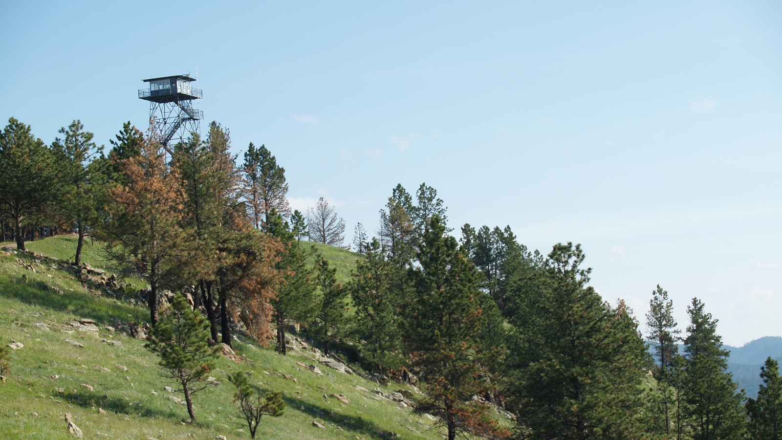 A fire tower rises above a hill of pine trees.