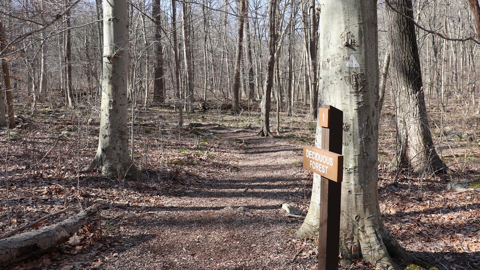 A small brown sign post next to a forested trail.