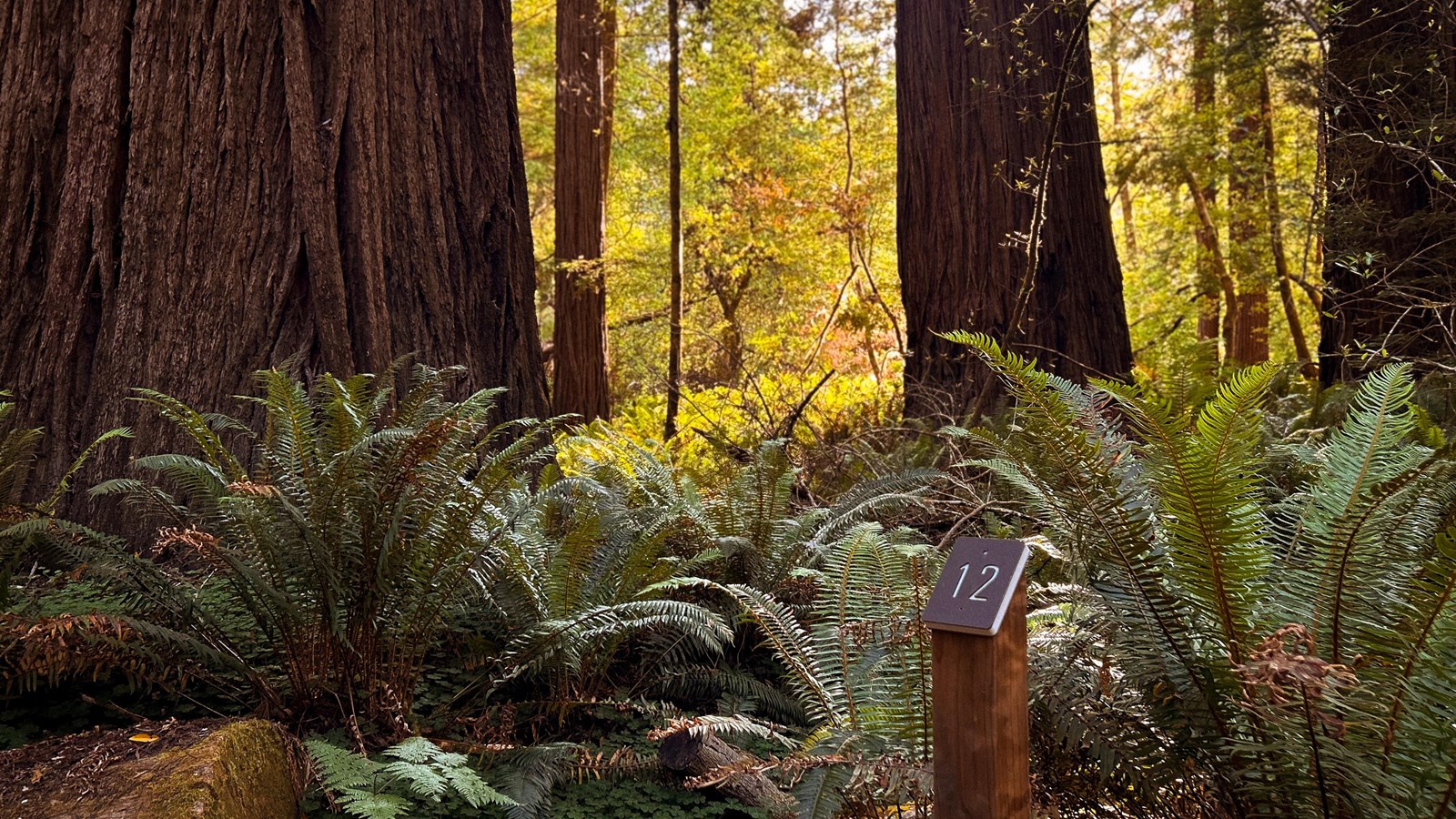 Tall Trees Trail Tour marker 12 with a scenic redwood forest around it.