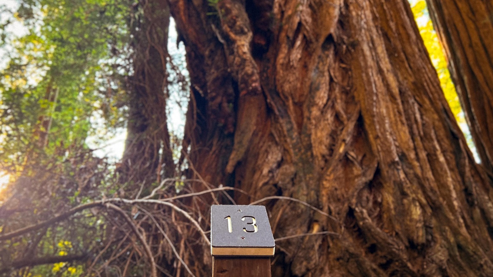 Trail Tour marker 13 in front of redwood with a very large burl on it.