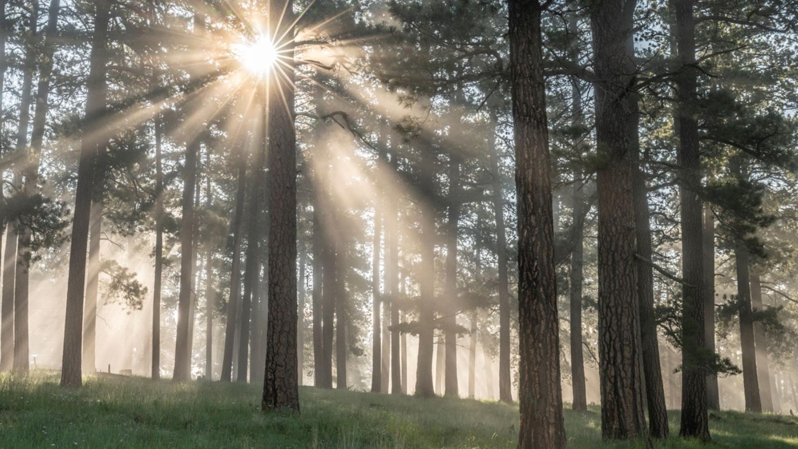 Morning sunbeams peer through a foggy pine forest.