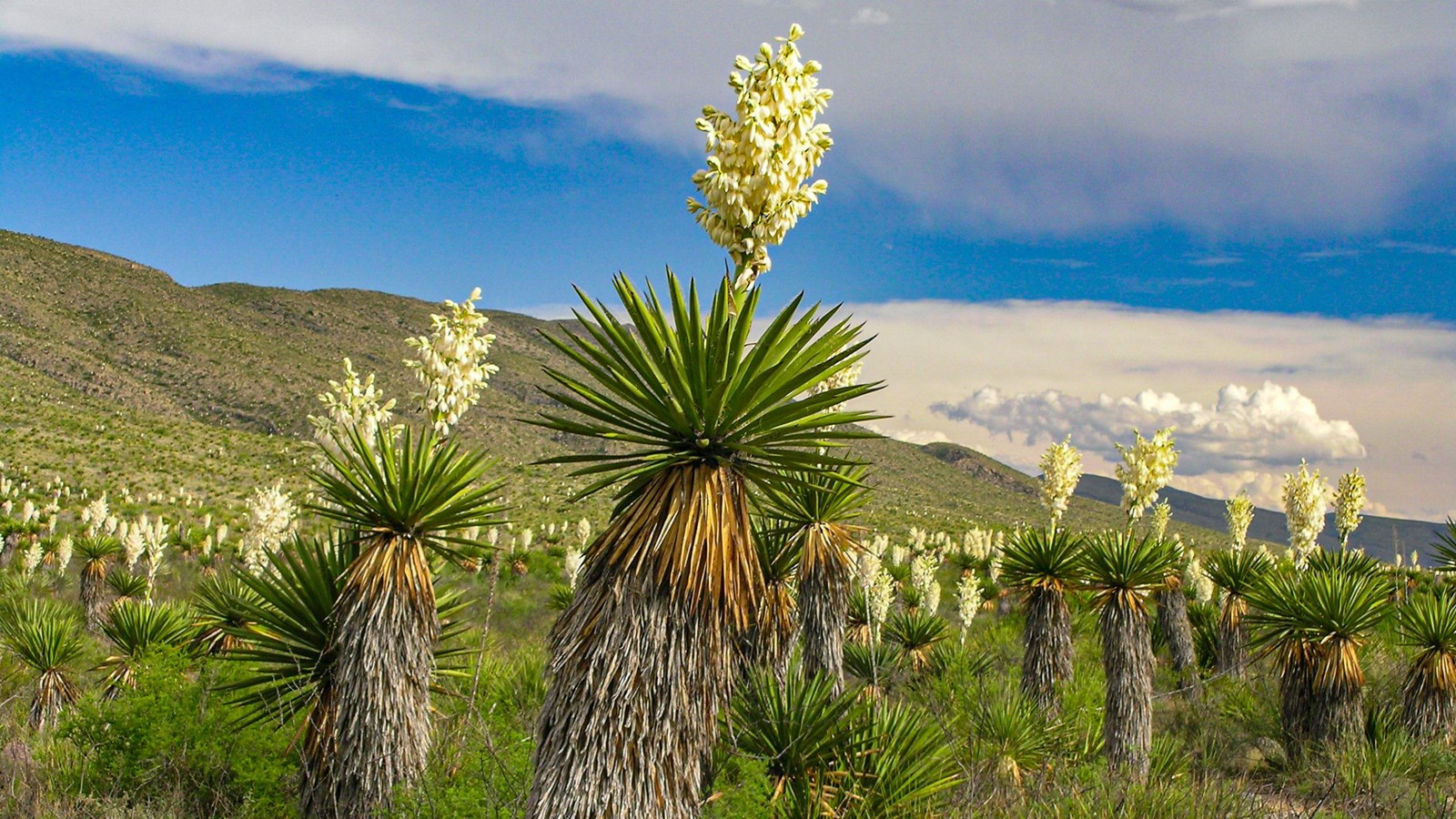 A field of giant dagger yuccas with enormous stalks of white blossoms.