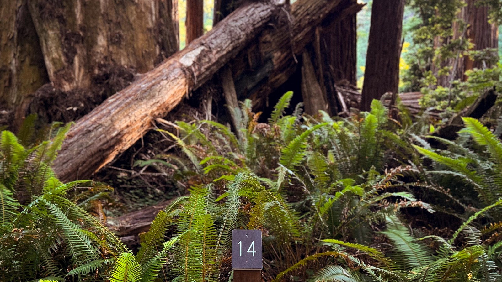 Tour marker 14 in front of group of redwoods including a fallen redwood.