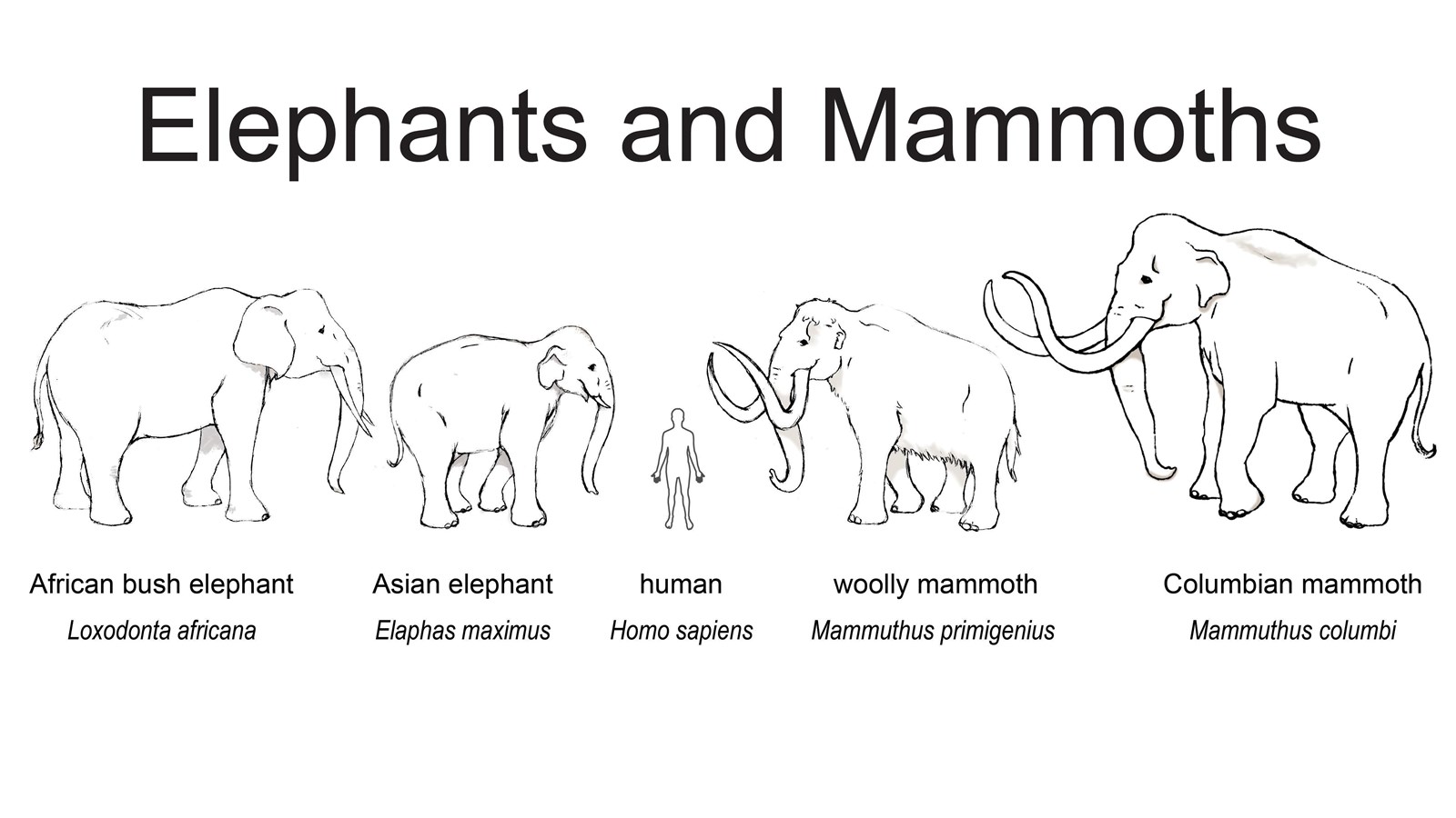Drawing comparing the size of various elephants and mammoths to a human