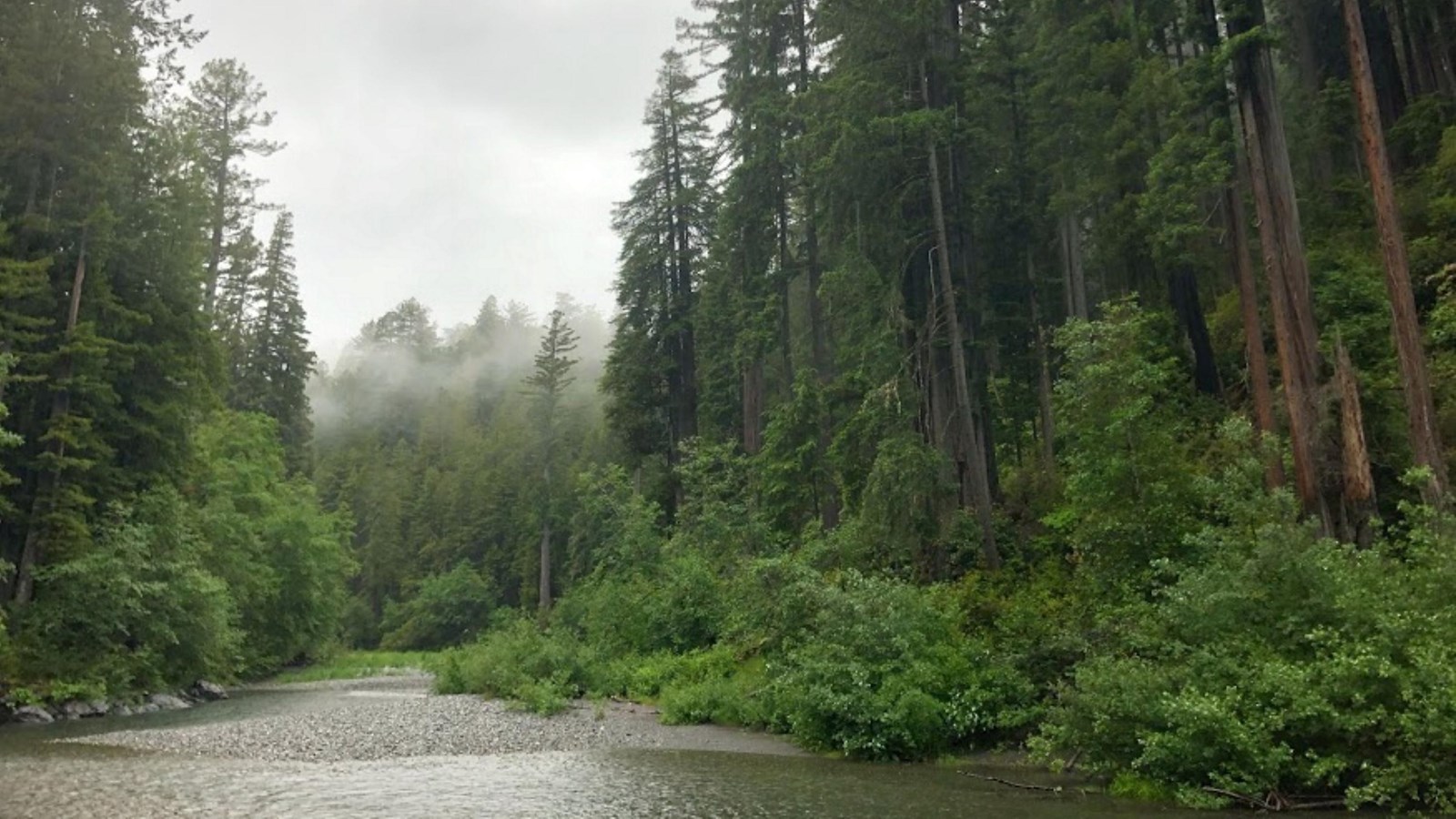 A creek through a forest in fog