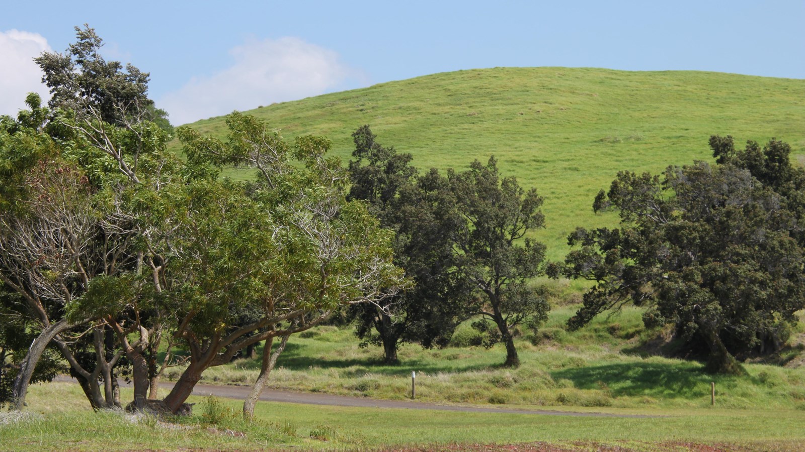 A green hill with trees in the foreground