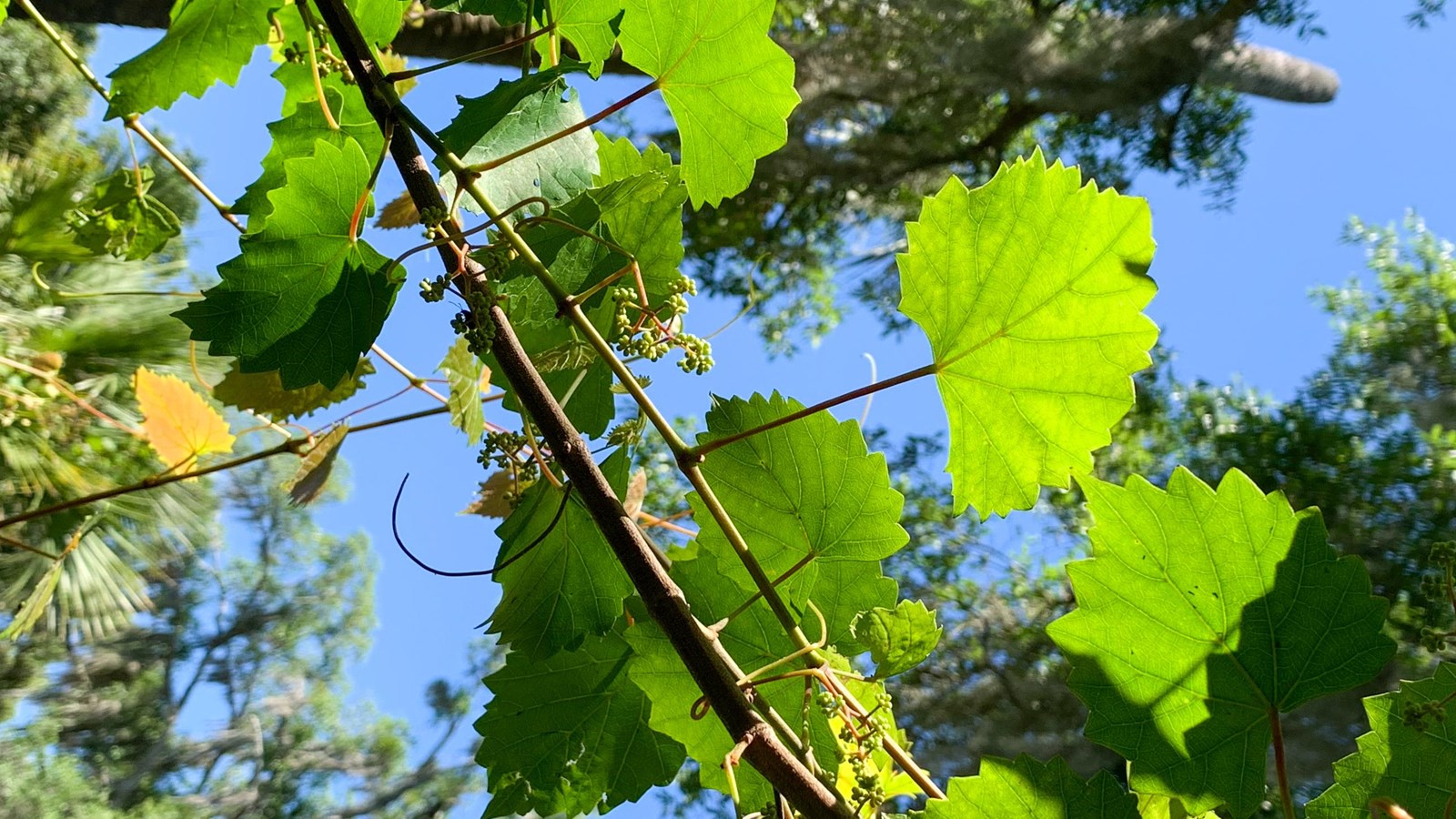 A woody vine snakes through the image with round, thoothed leaves