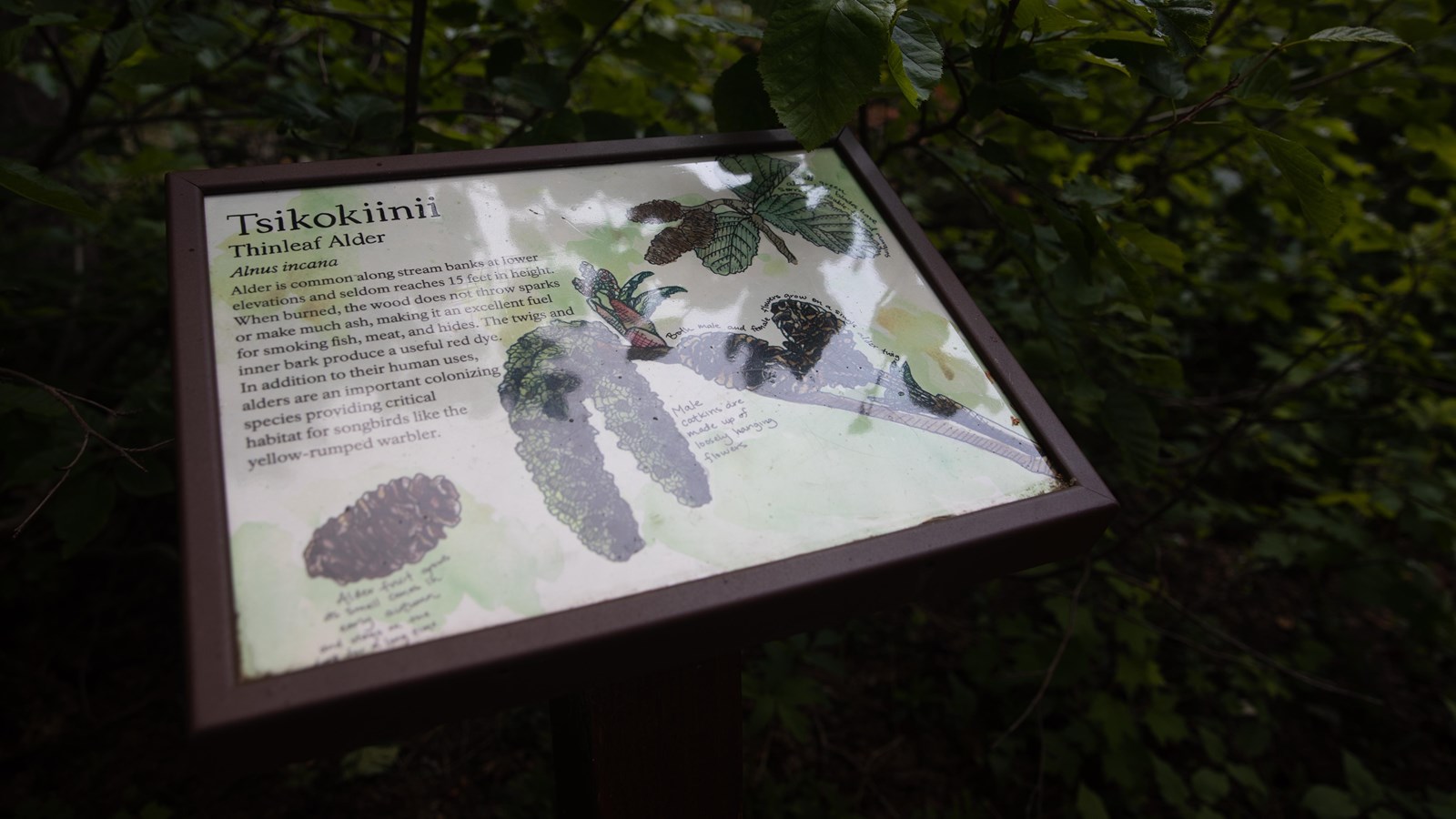 A small wayside with a watercolor drawing of a thinleaf alder with explanatory text.
