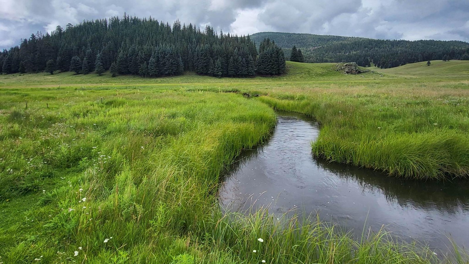 A meandering creek in a lush montane grassland.