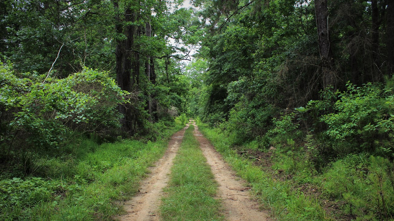 rutted dirt road leading into green forest