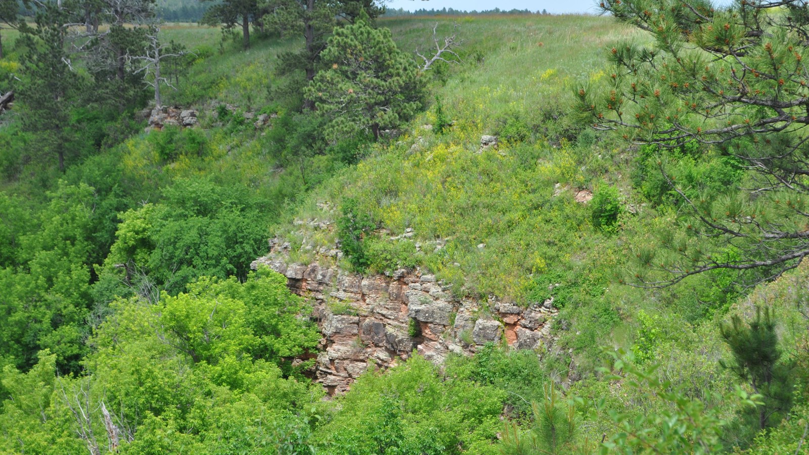 an outcrop of gray rock topped by grass and almost hidden by trees and shrubs in a canyon