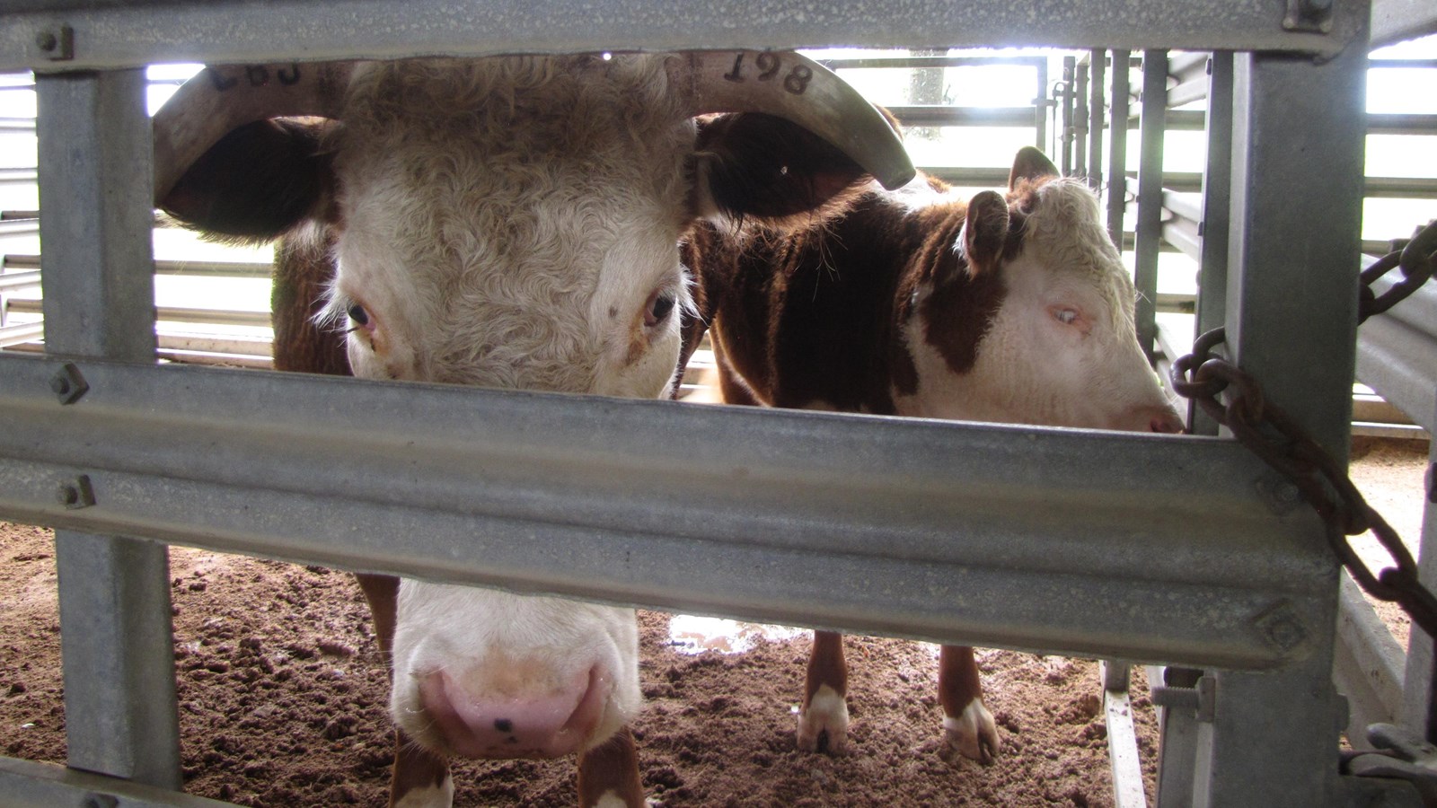 Hereford cow and calf look through metal fencing of pen.